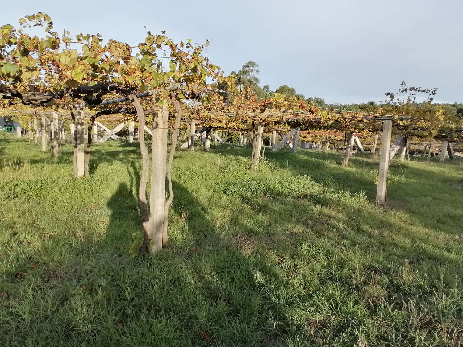 Finca en venta en Aios, suelo urbanizable...