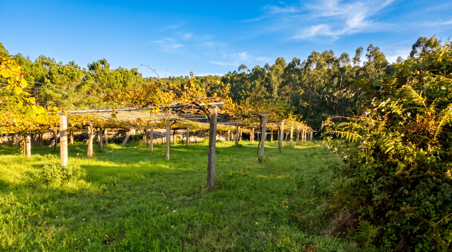 Finca en venta en Aios, suelo urbanizable...