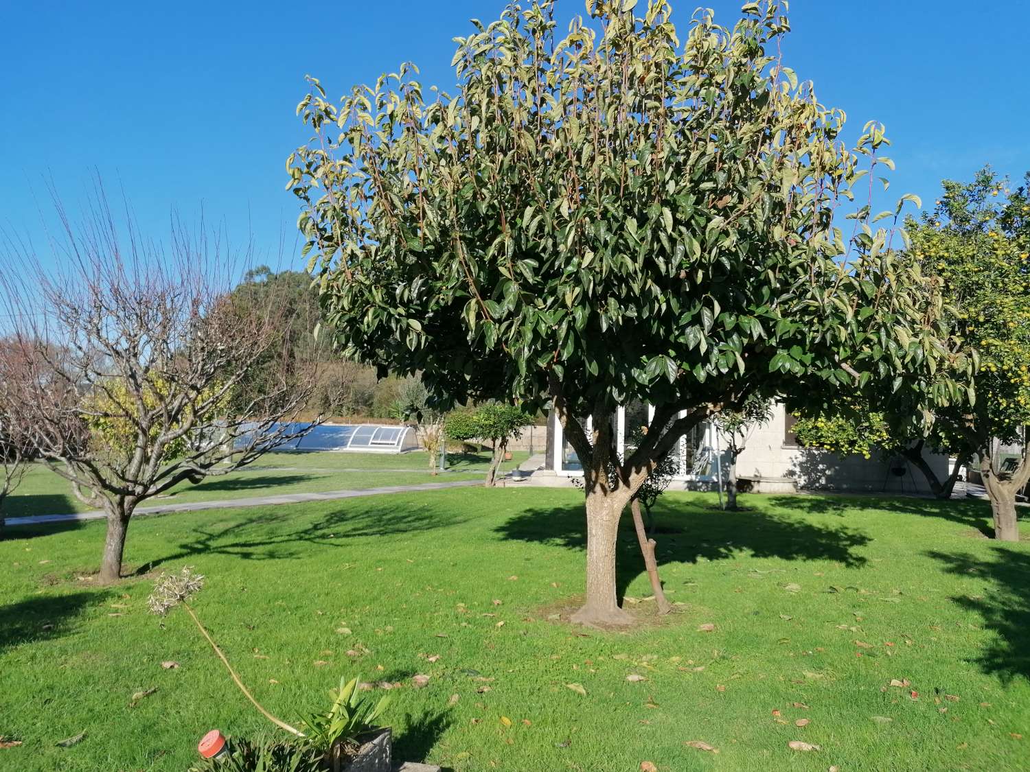 Villa with swimming pool, surrounded by gardens, fruit trees, for sale in Ribadumia...