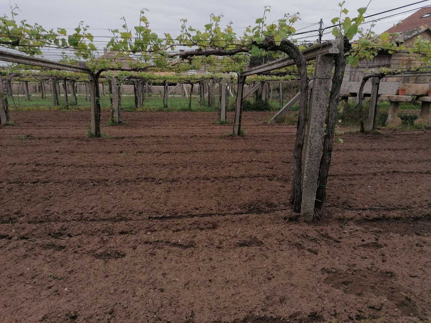 Cambados: A7109: Casa con fattoria, magazzino, vigneti... situato a Castrelo.