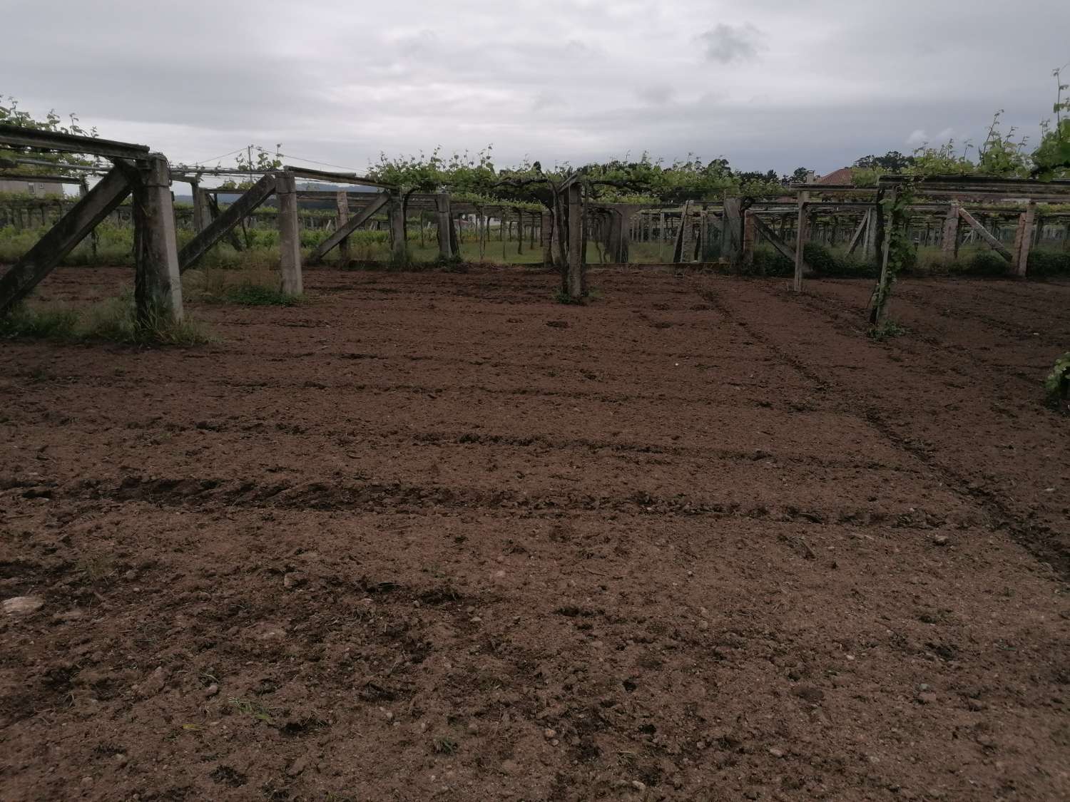 Cambados: A7109: House with farm, warehouse, vineyards... located in Castrelo.