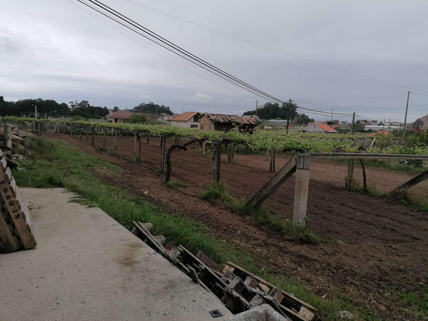Cambados: A7109: House with farm, warehouse, vineyards... located in Castrelo.